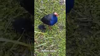 Download lagu #birds Burung Mandar Biru bersama anaknya mp3 Download lagu #birds Burung Mandar Biru bersama anaknya mp3