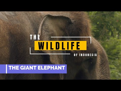#indonesia #forest Wildlife In 4K - Animals That Call The Jungle Home | GIANT ISLAND | Short Film