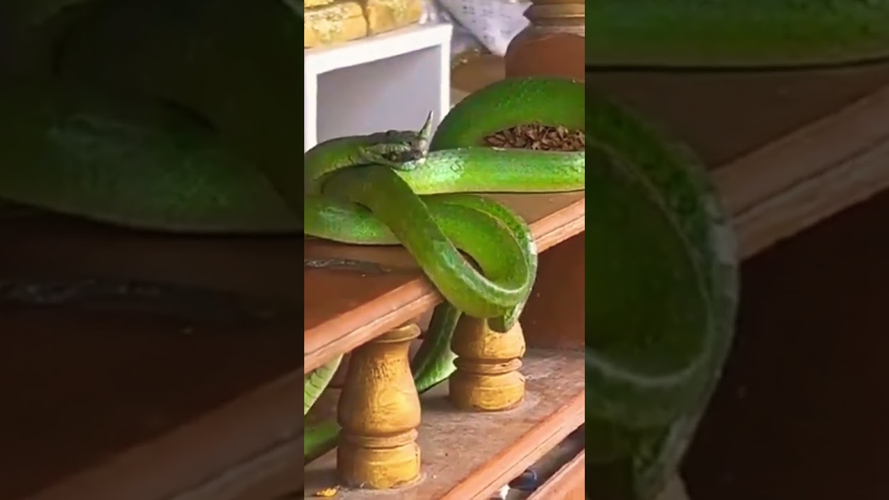 Green dragon snake 🐍 #shorts #nature #snake