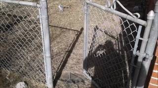 Chain Link Fence & Gate Repair Aurora