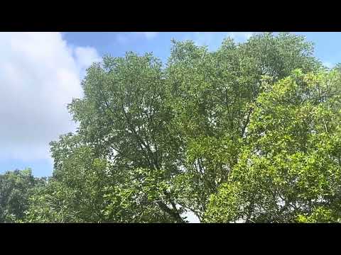 Delta airlines Airbus A321-211 Departure From Fort Lauderdale.