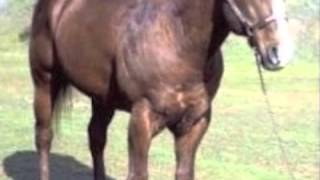 Mt Royal_Missing Reward