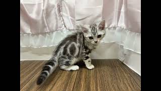 アメリカンショートヘアの動画01