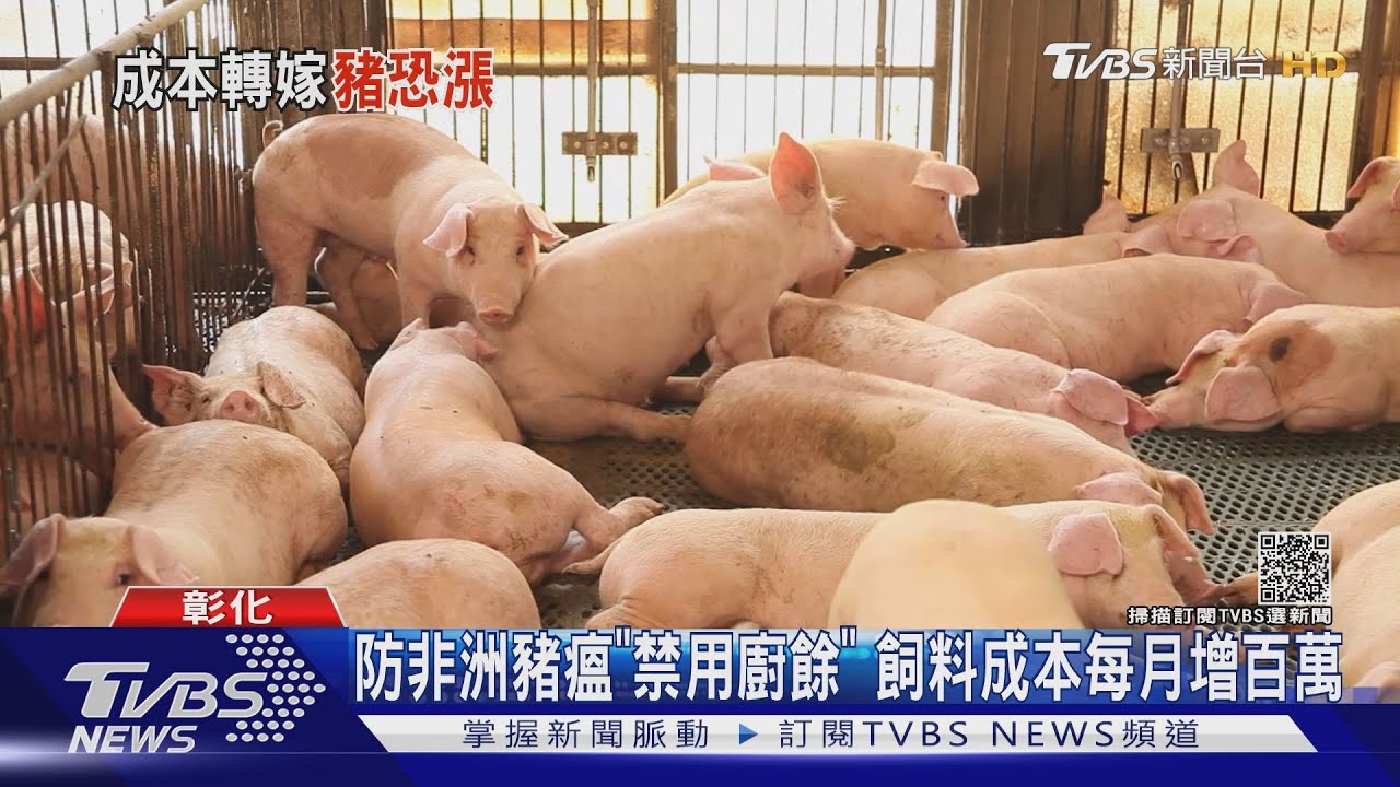 防非洲豬瘟「禁用廚餘」 飼料成本每月增百萬