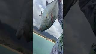 Download lagu Omilu down #fishing #ulua #livebait_fishing #Akuli #likeandsubscribe mp3 Download lagu Omilu down #fishing #ulua #livebait_fishing #Akuli #likeandsubscribe mp3