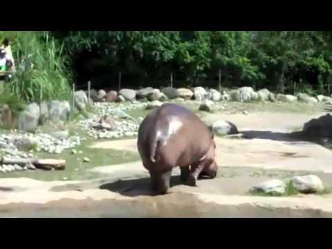 EXPLOSIVE HIPPO DIARRHEA
