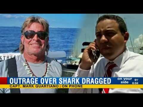 FWC Continues Investigation Into Disheartening And Disturbing Shark Dragging Video