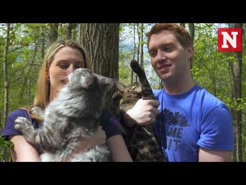 Meet the cat 'brothers' breaking Guinness World Records