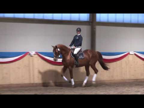 Lassergut´s Hym d` Isigny - Qredo de Paulstra - Grand Veneur - Quastor