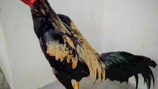 Download lagu story wa // ayam petarung bersaudara mp3