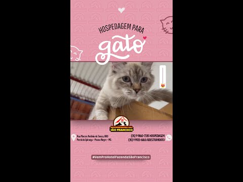 Hotel Fazenda para Cães e Gatos São Francisco em Pouso Alegre - MG