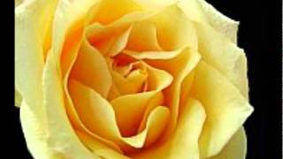 It's The Thought That Counts   David Benoit