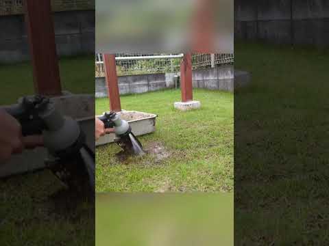 モグラに対する植物: 緑地からモグラを遠ざけるためのトップ 3!  庭園