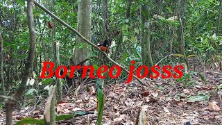 Download lagu sekedar hobi memikat murai Borneo josss mp3