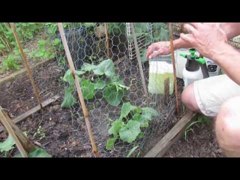 , title : 'How to Effectively Spray Cucumbers for Pests and Disease Management: Schedule & Products -TRG 2016'