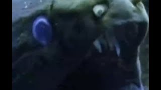Moray eel bites off diver&#39;s thumb | CCTV English