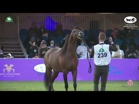 N 239 MUTABAHI AL HAWAJER   King Abdulaziz Arabian Horse Center Show 2021   Colts 3 Years Old Class
