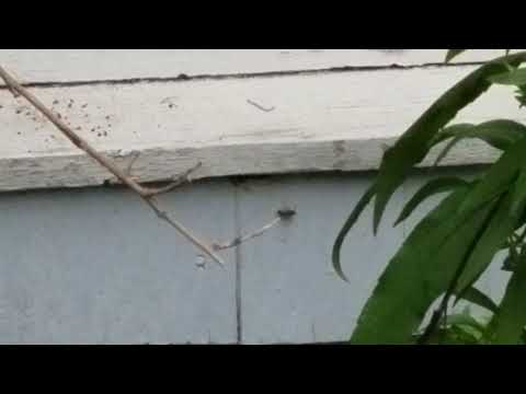 Bushes Hide Yellow Jackets Nest in Freehold, NJ