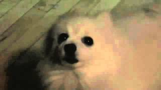 Pendulum - Fasten your seatbelt (Dog Cover)