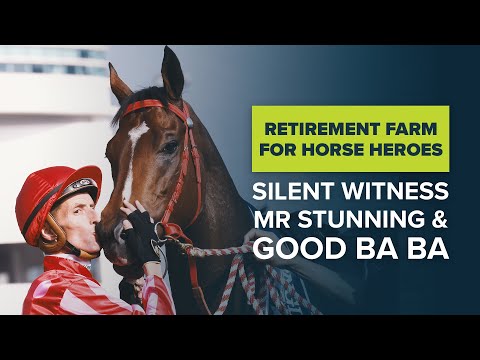 HKIR HORSE RACING HEROES: MR STUNNING, SILENT WITNESS & GOOD BA BA RELAX AT EQUINE RETIREMENT FARM