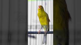 Download lagu Cengkok Kenari Isian Mewah 2025 #birdtraining #kenari #kenarigacor mp3 Download lagu Cengkok Kenari Isian Mewah 2025 #birdtraining #kenari #kenarigacor mp3
