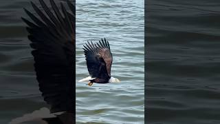 This bald eagle makes fishing looks so easy 👀🐟🦅 #baldeagle #animalsareawesome #fishing #pnwlove