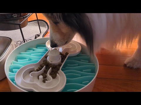 PUZZLE FEEDER - A Eating Habit Changing Device for Your Dog