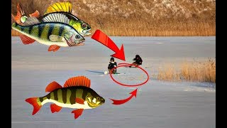 Ловля окуня зимой на мелких реках