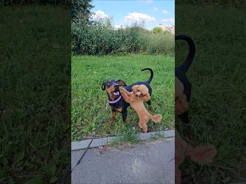 Puppies met after separation
