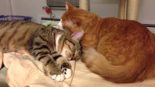 Maru grooms Lucky in the bed II