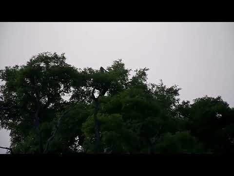 Djuma: Vervet Monkey in tree alarming - 18:00 - 10/06/2022
