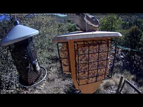 Woodpecker Throws Siskin Off Feeder (!) Live at the West Texas Feeders | Perky-Pet | Cornell Lab