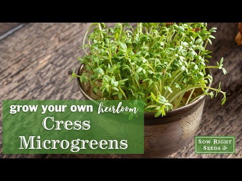 Sow Right Seeds | How to Grow Cress Microgreens