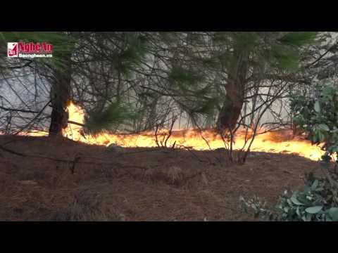 Video vụ cháy rừng thông ở Nam Đàn