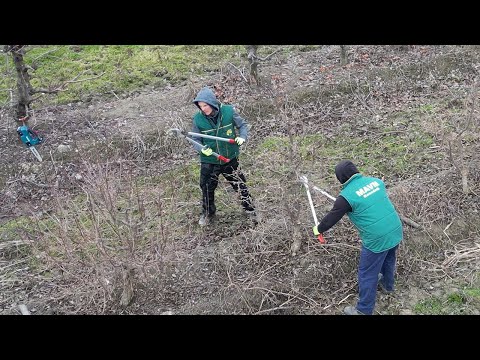 Najbolje vreme za rezidbu voća – ne žurite sa makazama!