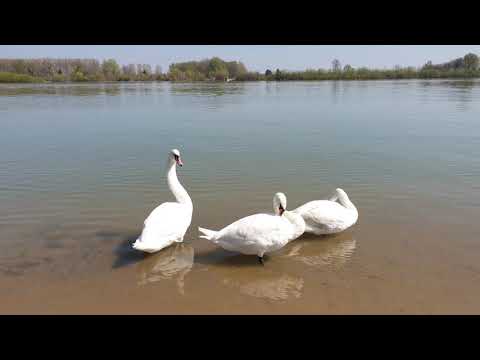 1 Day In Sabac, Serbia