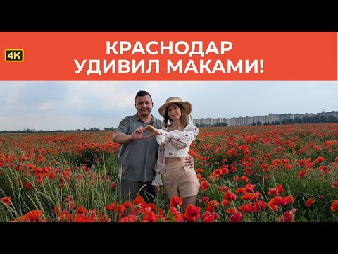 4К. Краснодар или Крым: где маковые поля красивее? Красота, которую нельзя пропустить!