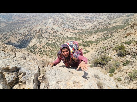 Bazegasht's endless rage:⛰️Kulthum's difficult journey in the mountains for a rare herbal medicine 🌿
