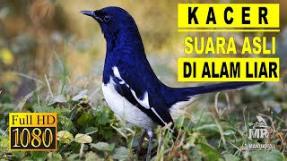 Download lagu SUARA ASLI BURUNG KACER GACOR BUAT PANCINGAN DAN PIKATAN MP3 DI ALAM LIAR mp3 Download lagu SUARA ASLI BURUNG KACER GACOR BUAT PANCINGAN DAN PIKATAN MP3 DI ALAM LIAR mp3