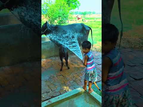 small girl vhfh vgfgy bghfg bv #anaya #funny #comedy