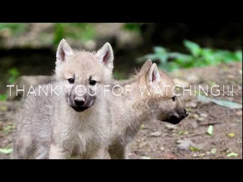 ARCTIC WOLVES