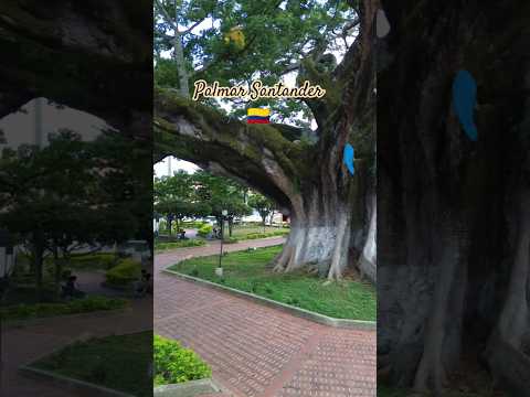 Visitamos el pueblo con la ceiba de más de 300 años de antigüedad ..#palmarsantander