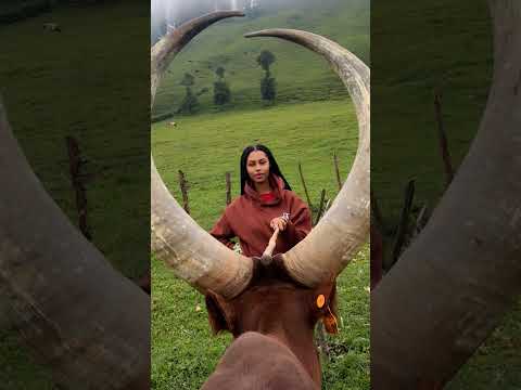 inyambo #inka #nyambo