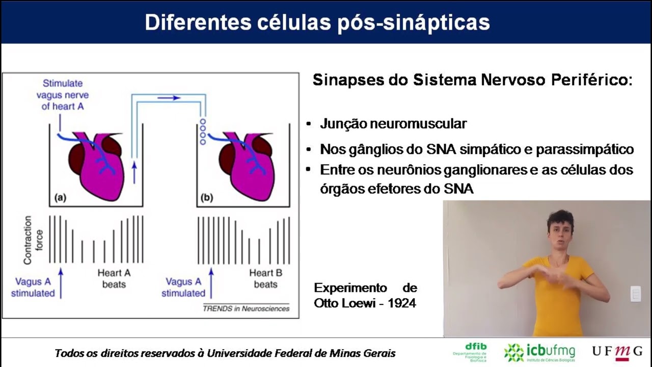 Fisiologia sináptica com interpretação em Libras