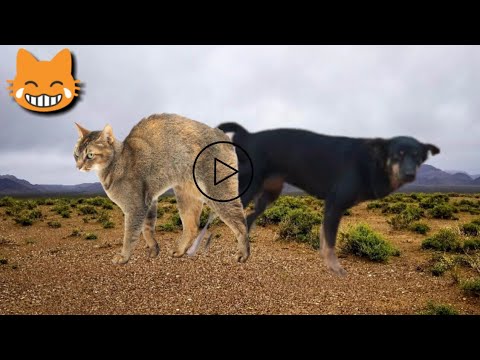 Dog Cat Meeting & Friendship & Fighting