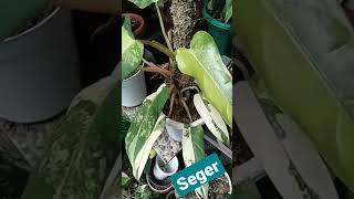 Download lagu seger lihat warnanya #kotabatu #tanamanhias #bunga #hijau #shorts mp3