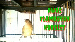 Download lagu Flamboyan gacor bersiul mancing lawan mp3