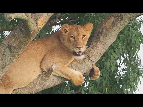 Murchison Falls National Park