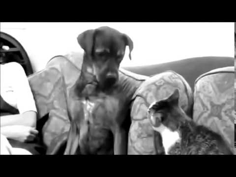 Black and White by George Botsford