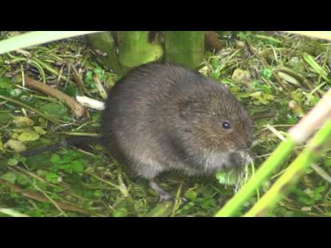 download lagu mp3 mp4 Rat D Eau, download lagu Rat D Eau gratis, unduh video klip Rat D Eau